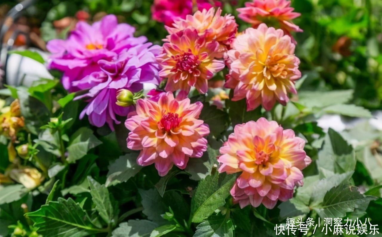 被名字耽误的“网红花”，“花大如碗口”颜色艳，一花能熏一室香