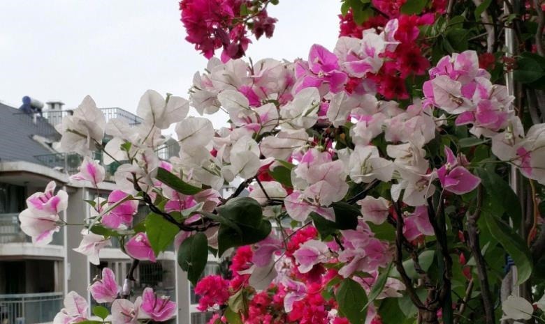 长势|新手养三角梅,做好2个“舍得”,天天长花苞,花多不见叶