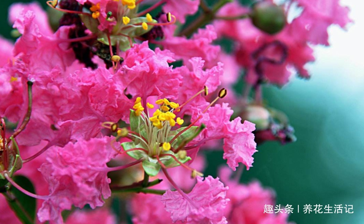 家中养紫薇花,“4个”方面把控好,开花“爆盆”花色艳丽!