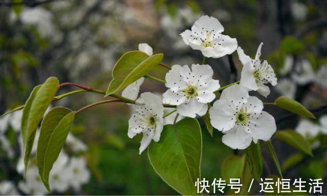 大道理|苏轼很有韵味的一首诗，告诉了我们一个大道理，做人要清清白白