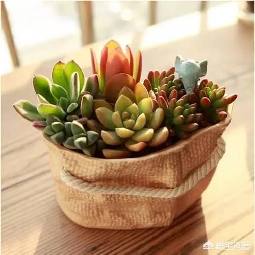 多肉下面长了新芽怎么处理？顶上长的新芽怎么处理？