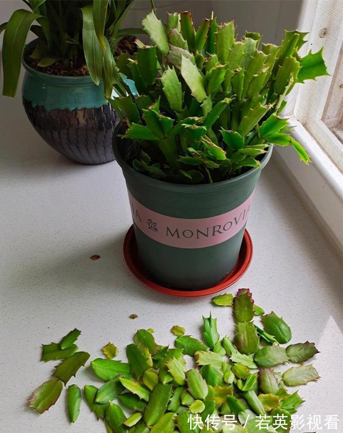 叶片|蟹爪兰度夏后叶片又薄又蔫，3招养厚叶片，秋花砰砰开爆盆！