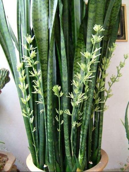 养虎皮兰,十天一次“壮叶水”,根旺,叶子疯长油绿长满盆