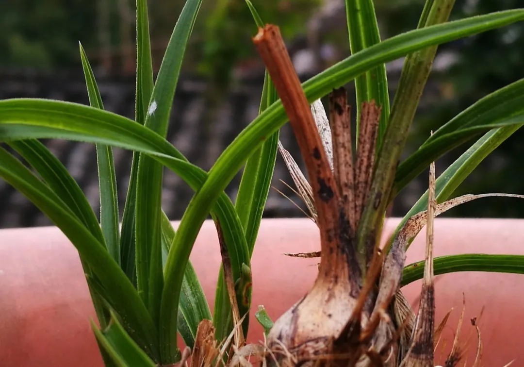 芦头|兰花易得茎腐病，和植料粗细有关？兰友：真正的原因只有3条