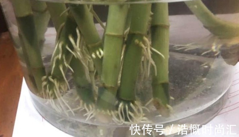 富贵竹水培爱黄叶,用了不少办法都难改善,不如试试它