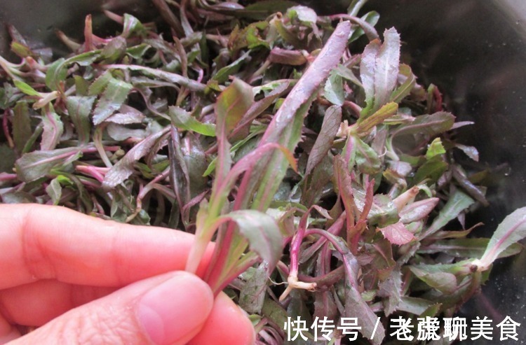 野菜|需要时请少挖一点，不需要时，也请你别随意铲除，因为价值高