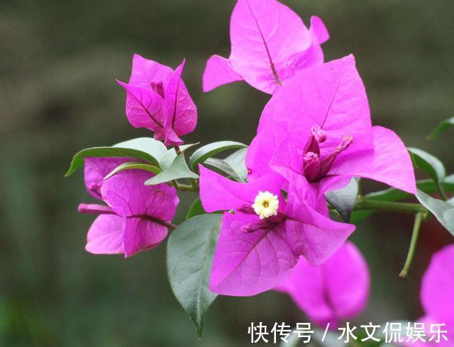 花芽|掌握了三角梅开花的这三大要素,再也不担心只长叶子不开花