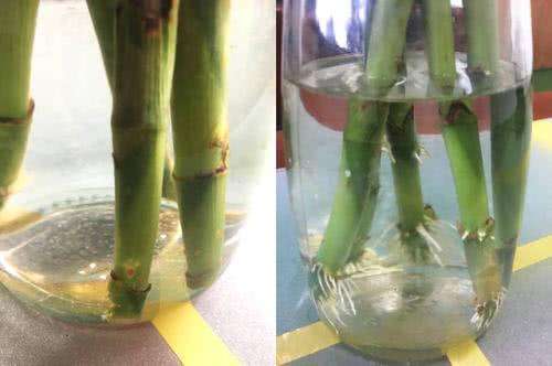 富贵竹不生根这种“液体”泡10天,冒出一圈小白根,再不黄叶
