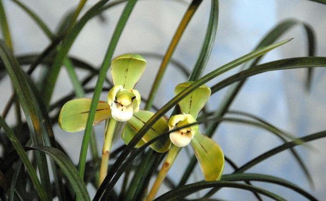 过程|养兰花需要知识,经验,实践,试着享受这个过程,养出好兰花