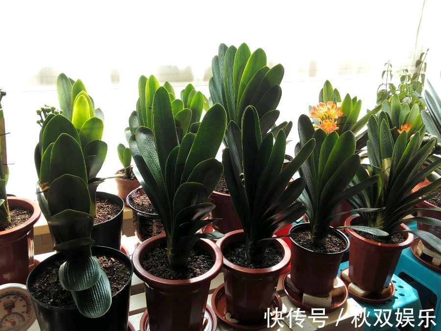 君子兰怎么分株网友一个骚操作,君子兰虽不死也会僵苗难服盆