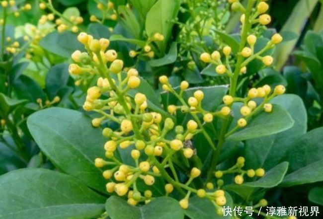 薄荷|吸臭强性强的4种花,有洁癖一定要养,效果不仅明显还省事!