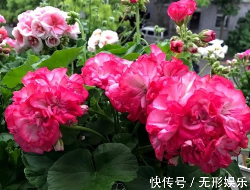 4种花“随手”掐根枝,插土里就活,7天生根,立夏花开爆满盆!