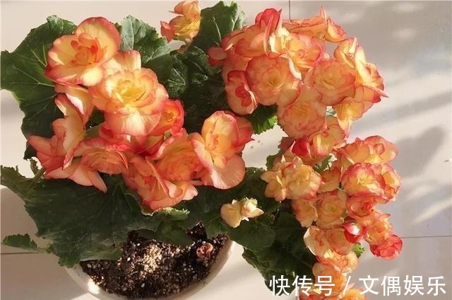 被称为“夏必死”的8种花,我却喜欢买一些,因为能“省”不少钱