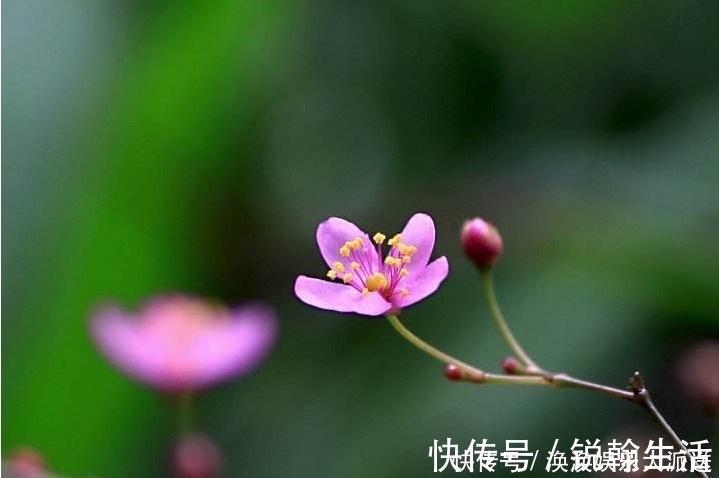 农村|农村遍地都是“土人参”，不仅招财，还是高档的补品，却经常被踩