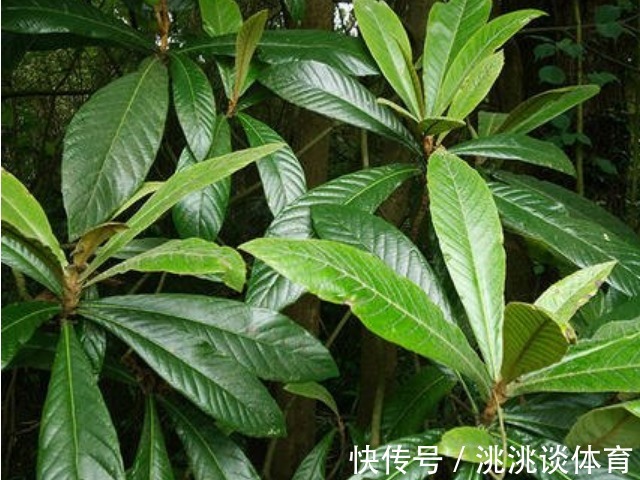 枇杷花|中医建议:农村常见的3种叶子,见了收好,止咳用它,百试百灵