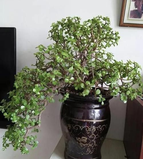 客厅|张大爷不喜欢绿萝,家里就养“它”,摆客厅显得“高档”,值钱