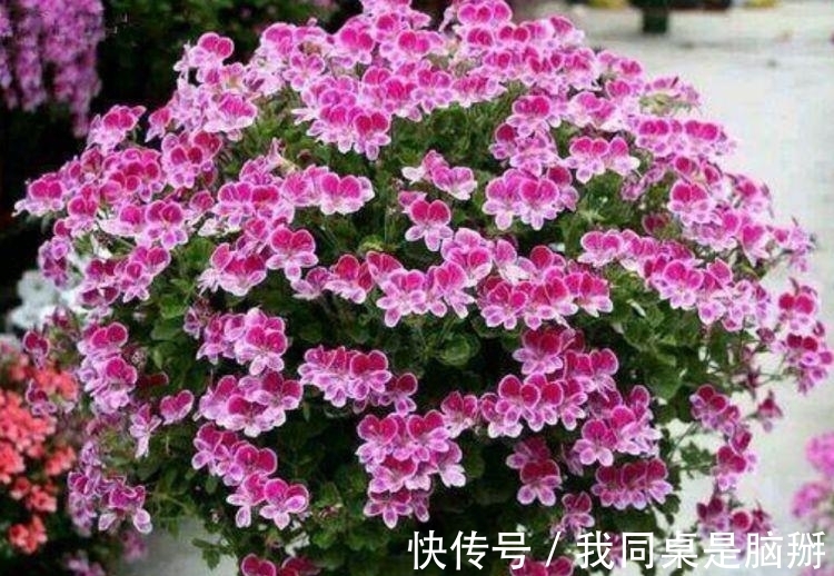 家养此款花卉,开花勤爱爆盆,养上一盆四季欣赏,好养活还不贵