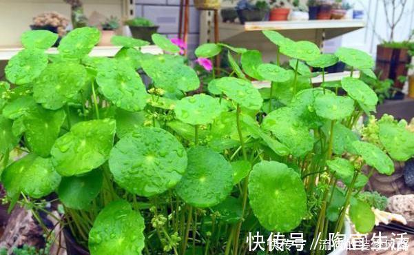 5个养花小技巧,既简单又实用,不愁学不会养好花