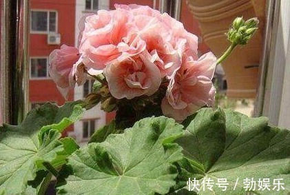 淘米水浇花有讲究,方法不对变“毒药”,浇一盆死一盆!