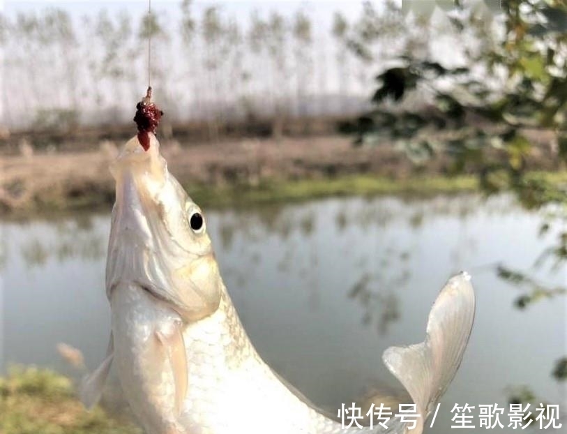 冬至|冬至过后,什么时候是鱼吃饵的高峰期?为什么有人爆护,有人空军