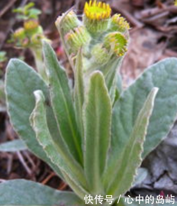 农村一种野草，人称“狗舌头草”，殊不知消炎利尿有特效，请珍惜