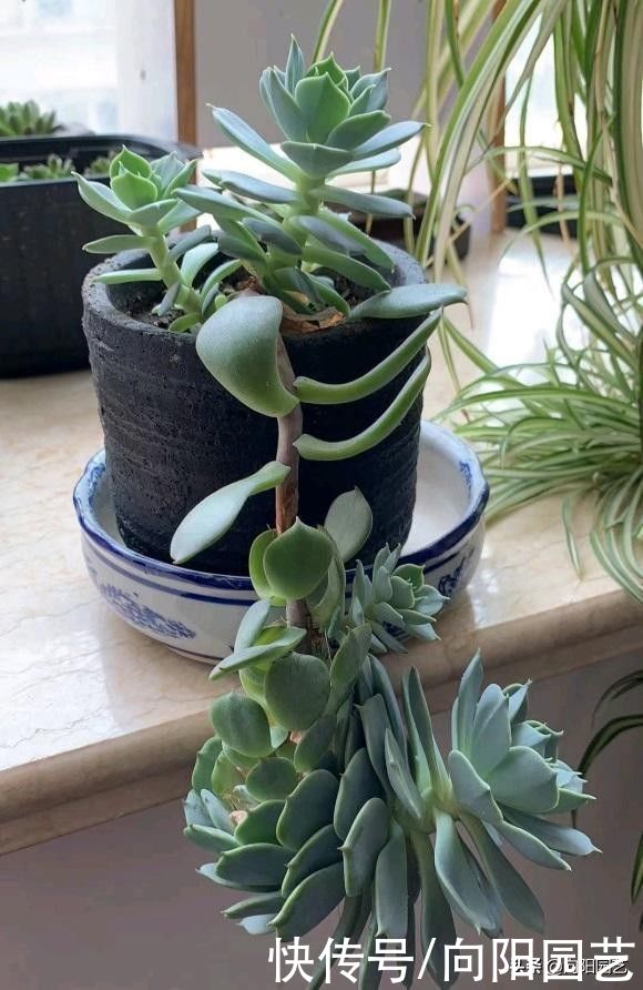 浇水|养多肉，从不换盆，根都从盆里长出来了，这样的多肉耐更折腾