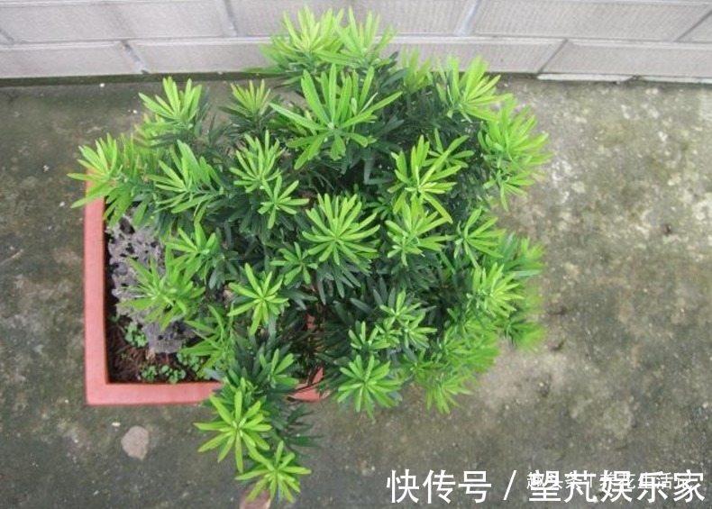 想让罗汉松长得旺，调配土壤有技巧，做好后枝壮叶多，茂盛翠绿！