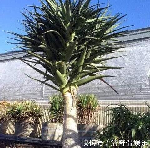 侧芽|养芦荟，“脾气”爆，一言不合爆满小崽，砍掉小芽变“大树”