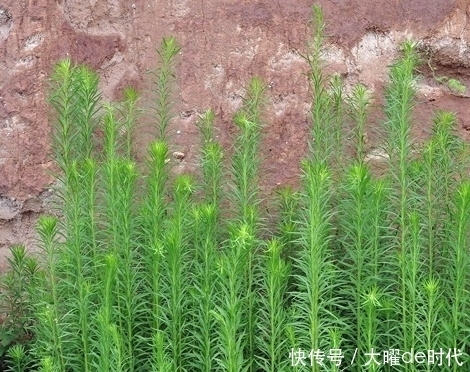 路边|农村路边的杂草,农民见到就处理,殊不知价值珍贵,对风湿有特效