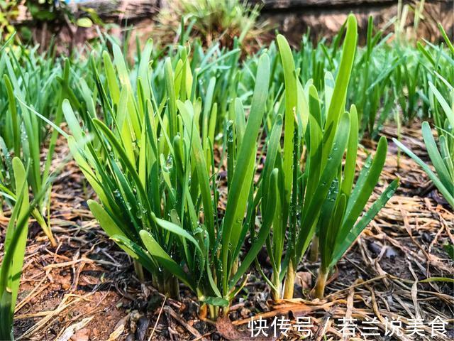 买韭菜,宽叶、窄叶要分清,二者差别大,牢记3不买,轻松买好菜