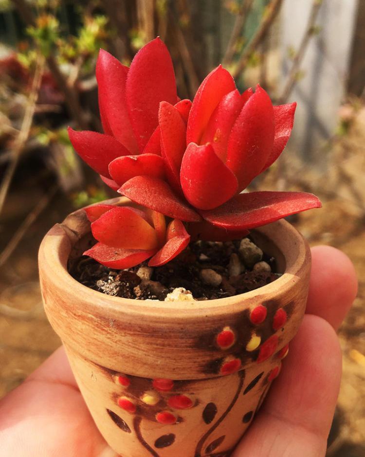 红红火火的火祭,今年就选它了,怎么才能养好呢?