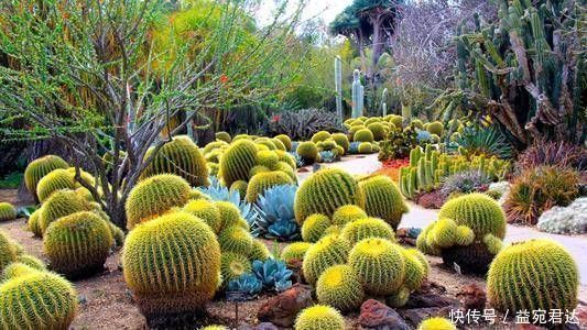 栀子花|家里养10种花,让身体越来越健康,省下大笔买药钱,想不长寿都难