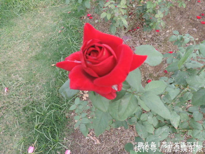花花|喜欢菊花,不如养盆“精品玫瑰”梅朗口红,似烈焰红唇,红的纯正
