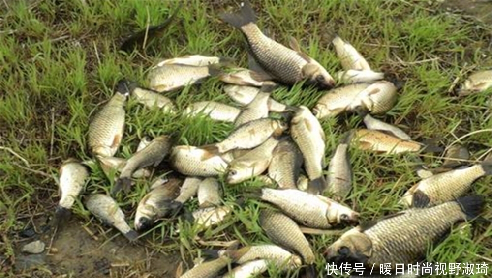 浮漂|梅雨季节钓鲫鱼,别守着钓底,出现鱼离底上浮,可以试试这些钓法