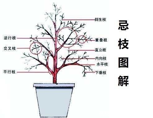 冬剪|盆景如何科学剪枝、控剪、冬剪，初学者要收藏！