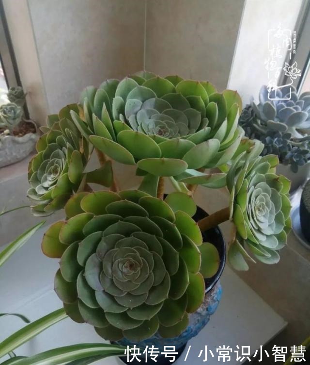 我是多肉飘窗党,我来晚了!我是多肉飘窗党,我来晚了!