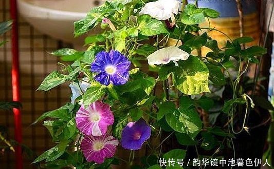 家里养花,乱浇这“3肥水”,烧根烂叶、土壤板结,难怪养不活!