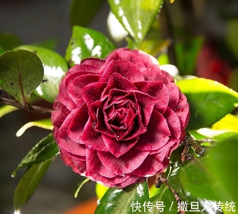 中国十大名花，谁排名第一？