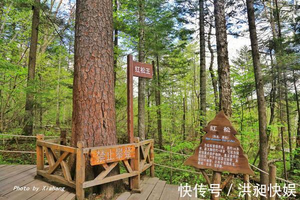 长白山|长白山西坡大峡谷，被誉为火山天然熔岩盆景园，你来过吗