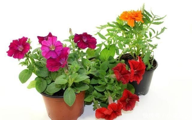 开花|盆栽花卉长得慢不开花,师傅教我两个方法,既科学又实用