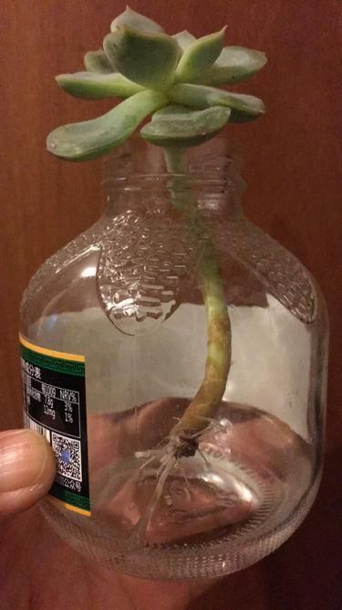 绿萝|土培养不活的花，直接丢水里，7天长出大白根