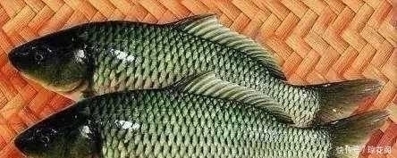 价值|农村十大野味排名,个个价值不菲,排名第一的可能已经吃不到了