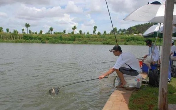 没料到蚯蚓饵这样用,鲫鲤鱼钓个不停!照着做,你也可以连竿不断！