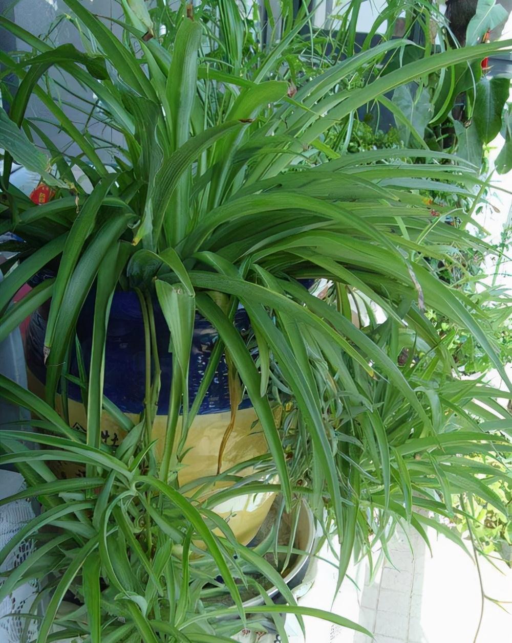 浇灌|邻居大嫂,3天给吊兰喂一口菜汤,40天爆成大花篮