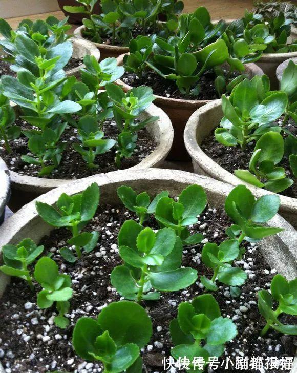 寓意|五种“吉祥花”,建议养一盆,不仅寓意好,还利于健康