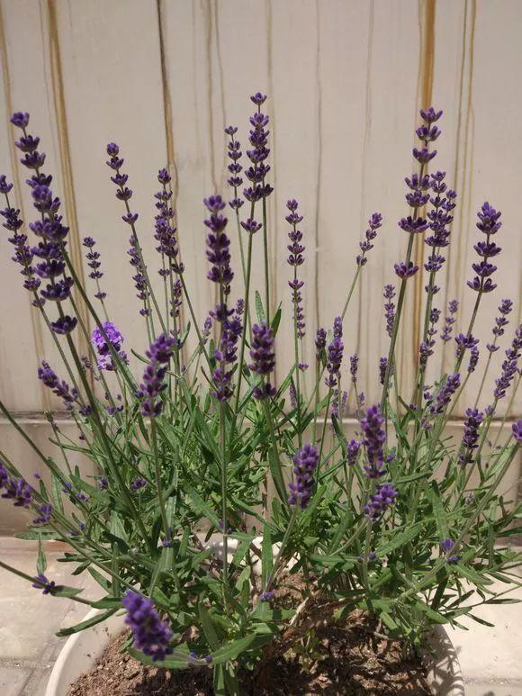 扦插|邻居的院子夏日几乎没“蚊虫”,原来是因为养了3种花,我也要养