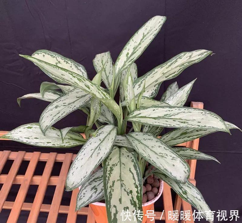 这10种花，再穷也要养，角落里的甲醛、毒气都给吸干净