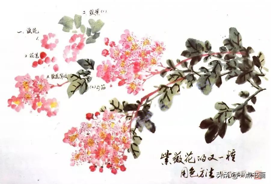 草绿#图文教程——紫薇花的写意画法