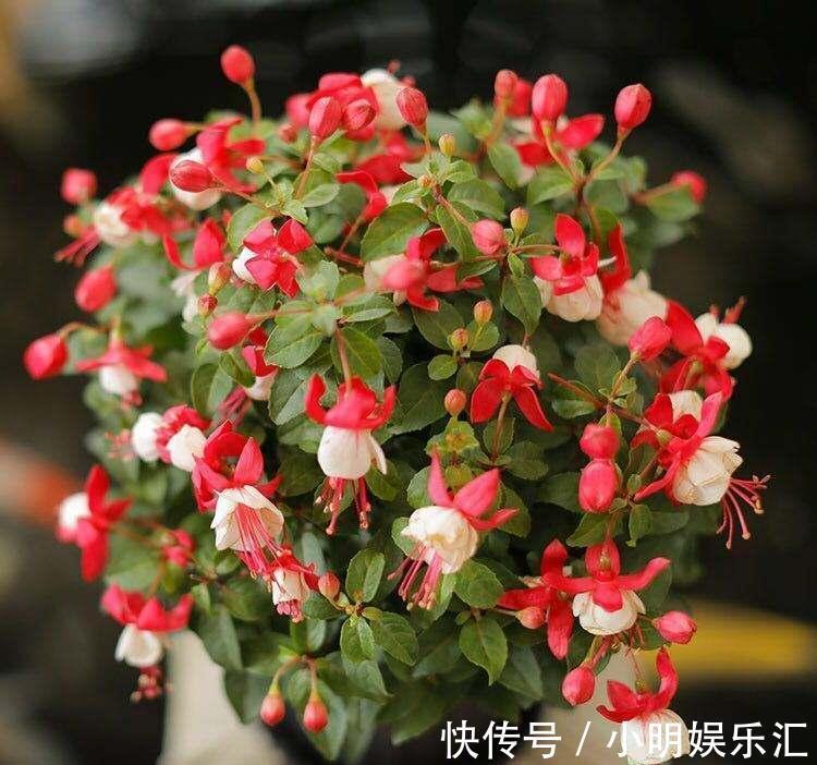 5种“金字花”，富贵招财有“好兆头”，当成年宵花，吉利又旺家