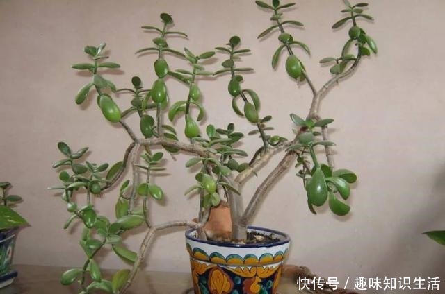 将玉树养成树状的盆景树,没想要还能开满一树白色的小花!